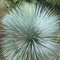 Juka rostrata 30 /55 cm, v črepníku Yucca rostrata