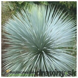 Juka rostrata 30 /55 cm, v črepníku Yucca rostrata