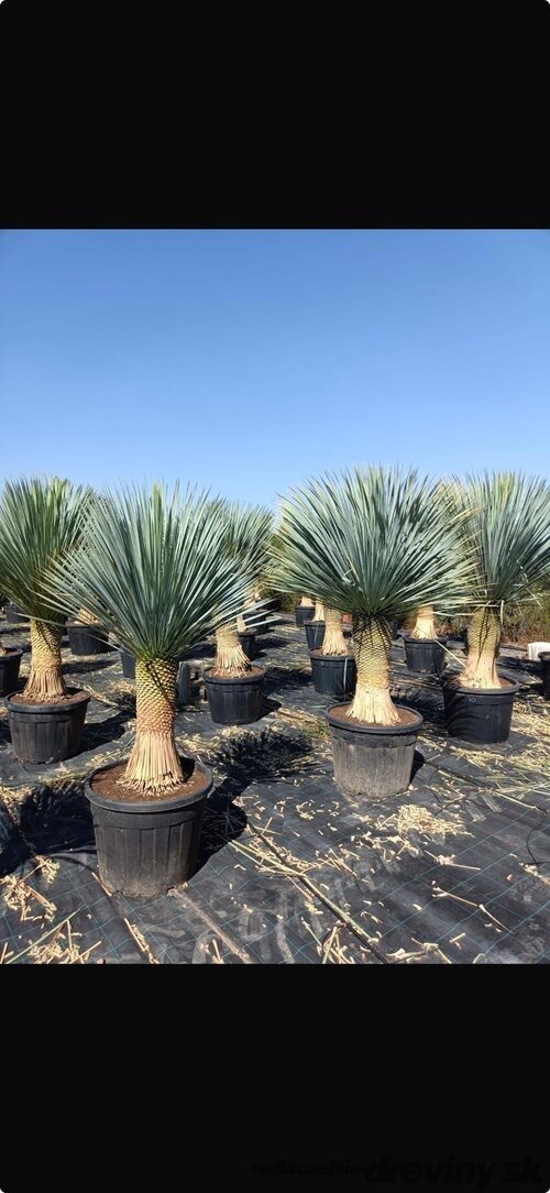 Juka rostrata, na kmienku 45/50 cm, v črepníku Yucca rostrata
