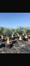 Juka rostrata, na kmienku 45/50 cm, v črepníku Yucca rostrata