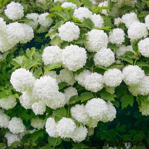 Kalina Eskimo 30/40 cm, v črepníku Viburnum opulus ‘Eskimo‘