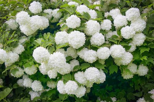 Kalina Eskimo 30/40 cm, v črepníku Viburnum opulus ‘Eskimo‘