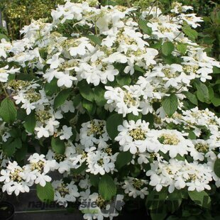 Kalina japonská ‘Watanabe‘, výška 30/40 cm, v črepníku 3l Viburnum plicatum ‘Watanabe‘