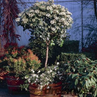 Kalina obyčajná na kmienku 100/120 cm, v črepníku Viburnum opulus Compactum