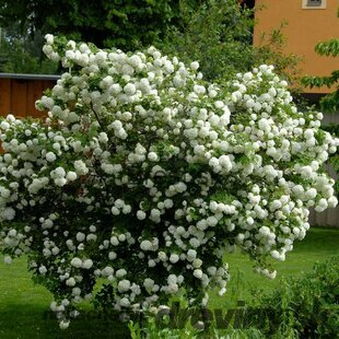 Kalina obyčajná Roseum, výška 30/40 cm, v črepníku 3l Viburnum opulus Roseum