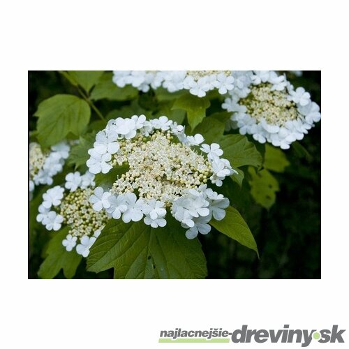 Kalina Obyčajná v črepníku, na kmienku 100 cm Viburnum Opulus