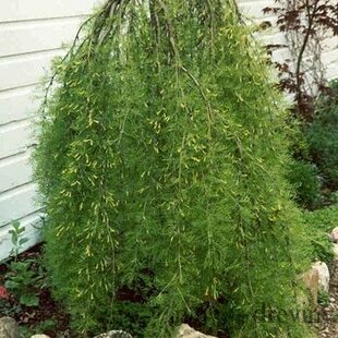 Karagana stromovitá Pendula previsnutá na kmienku výška 120/140 cm, v črepníku Caragana arborescens pendula