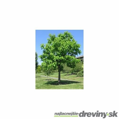 Katalpa bignóniovitá 160/180 cm, v črepníku Catalpa Bignonioides