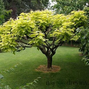 Katalpa bignóniovitá Aurea, 180/200 cm, v črepníku Catalpa bignonioides Aurea
