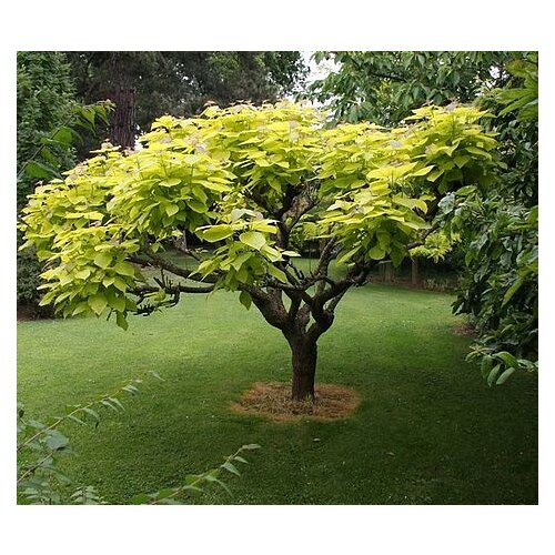 Katalpa bignóniovitá Aurea, výška kmienku 120/140 cm, celková výška 180/200 cm, v črepníku Catalpa bignonioides Aurea
