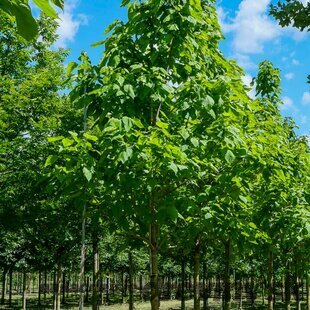 Katalpa nádherná (Catalpa speciosa) ´PULVERULENTA´ na kmienku, výška 120/140 cm, v črepníku Catalpa Speciosa