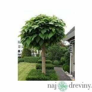 Katalpa Nana na kmienku 180/200 cm, obvod kmienku 6/8 cm, v črepníku Catalpa Bignonioides Nana