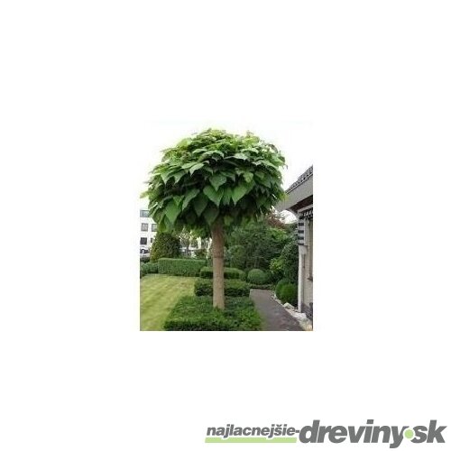 Katalpa Nana na kmienku 180/200 cm, obvod kmienku 6/8 cm, v črepníku Catalpa Bignonioides Nana