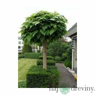 Katalpa Nana na kmienku 200/220 cm, obvod 10/12 cm, v črepníku Catalpa Bignonioides Nana