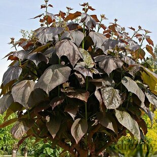 Katalpa Nana Purpurea 80/100 cm, v črepníku Catalpa Bignonioides Nana Purpurea