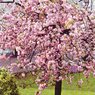 Kiku Šidare Sakura