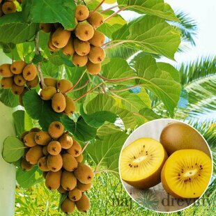 Kiwi Issai, v črepníku Actinidia Issai
