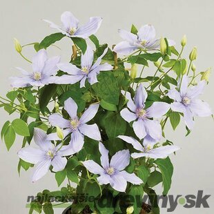 Klematis BOULEVARD BERNARDINE ‘Evipo061‘, výška 40/+ cm, v črepníku Clematis BOULEVARD BERNADINE ‘Evipo061‘