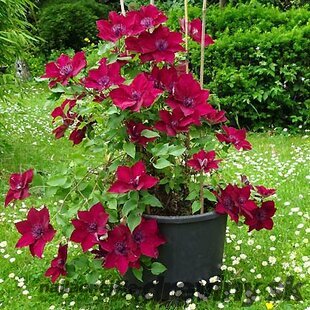 Klematis BOULEVARD NUBIA ‘Evipo079‘, výška 40/+ cm, v črepníku Clematis BOULEVARD NUBIA ‘Evipo079‘