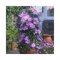 Klematis /plamienok/ Dr. Ruppel, v črepníku Clematis Dr. Ruppel