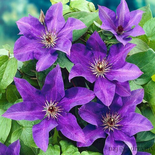 Klematis /plamienok/ The President, v črepníku Clematis The President