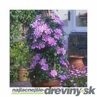 Klematis - plamienok veľkokvetý Dr. Ruppel 40/60 cm, v črepníku 2l Clematis Dr. Ruppel