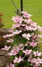 Klematis plamienok veľkokvetý Hagley Hybrid, 60/80 cm, v črepníku 2l Clematis Hagley Hybrid