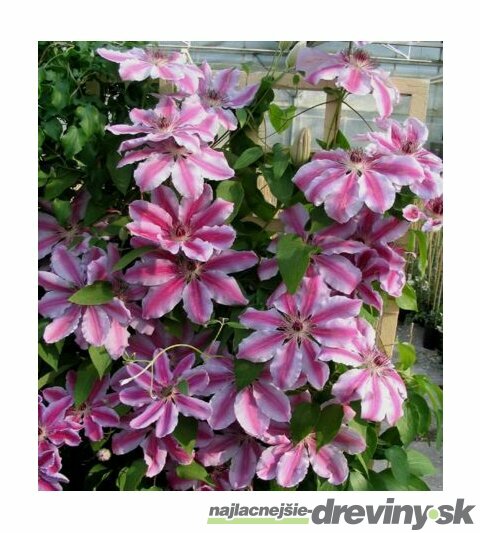 Klematis - plamienok veľkokvetý Nelly Moser 40/60 cm 0 cm, v črepníku 2l Clematis Nelly Moser