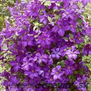 Klematis - plamienok veľkokvetý Polish Spirit, 40/60 cm, v črepníku Clematis Polish Spirit