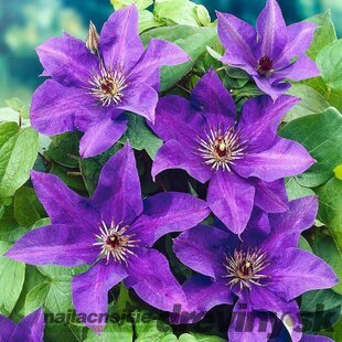 Klematis - plamienok veľkokvetý The President, výška 40/60 cm, v črepníku 2l Clematis The President