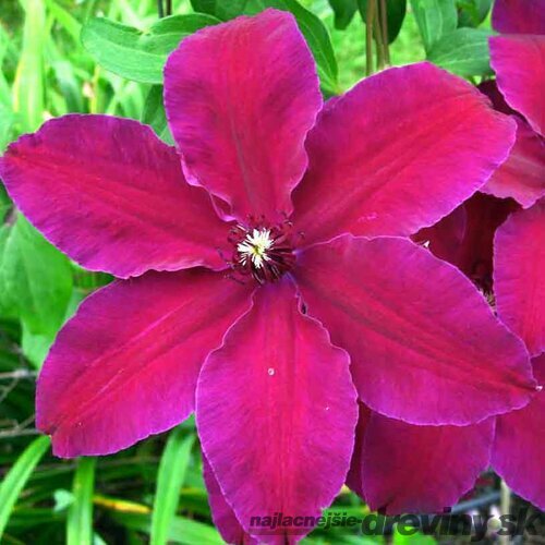 Klematis - plamienok veľkokvetý WESTERPLATTE 40/60 cm, v črepníku 2l Clematis WESTERPLATTE