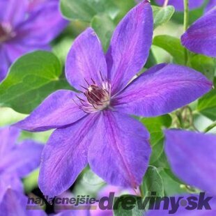 Klematis /plamienok/ Xerxes, v črepníku Clematis Xerxes