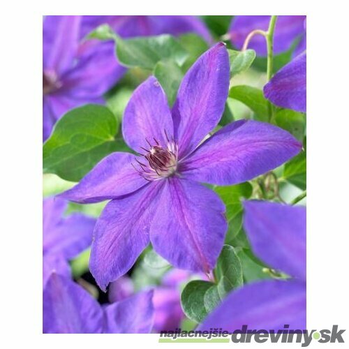 Klematis /plamienok/ Xerxes, v črepníku Clematis Xerxes