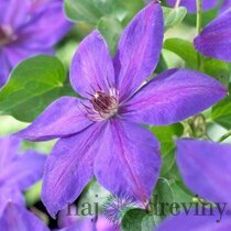 Klematis /plamienok/ Xerxes, v črepníku Clematis Xerxes