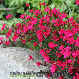 Klinček Briliant 10/15 cm, v črepníku P9 Dianthus ‘Brilliant‘