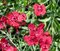 Klinček Flashing Light 10/15 cm, v črepníku P9 Dianthus Flashing Light