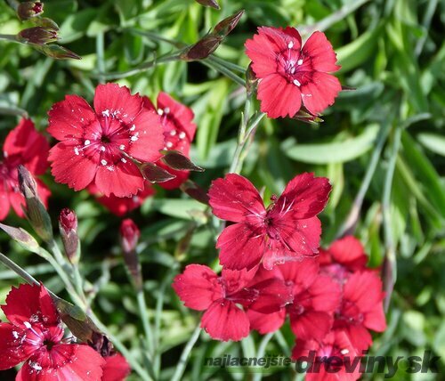 Klinček Flashing Light 10/15 cm, v črepníku P9 Dianthus Flashing Light