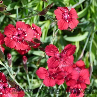 Klinček Flashing Light 10/15 cm, v črepníku P9 Dianthus Flashing Light