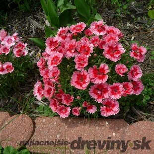 Klinček jahodový koláčik, v črepníku Dianthus barb. Super Parfait Strawberry