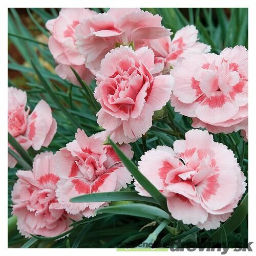 Klinček Pink Jewel, v črepníku P9 Dianthus Pink Jewel