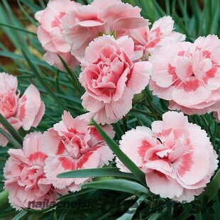 Klinček Pink Jewel, v črepníku P9 Dianthus Pink Jewel