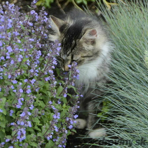 Kocúrnik Kit CAT (špecialitka), v črepníku Nepeta Faasenii Kit CAT