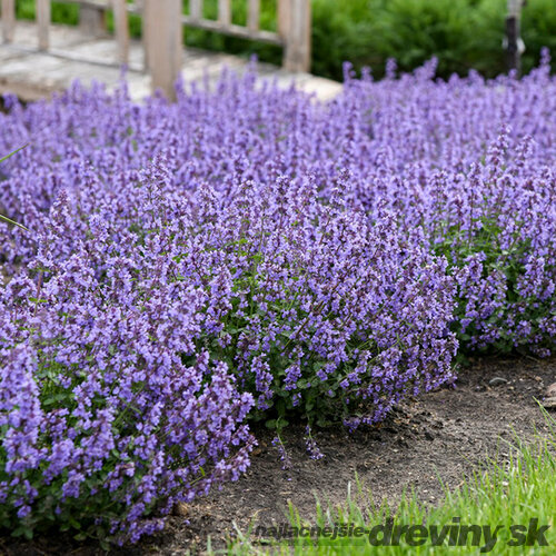 Kocúrnik záhradný ﻿GROG (špecialitka) 10/20 cm, v črepníku Nepeta Grog