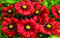 Kokarda “Mesa Red“, výška 15/20 cm, v črepníku Gaillardia grandiflora