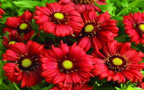 Kokarda “Mesa Red“, výška 15/20 cm, v črepníku Gaillardia grandiflora