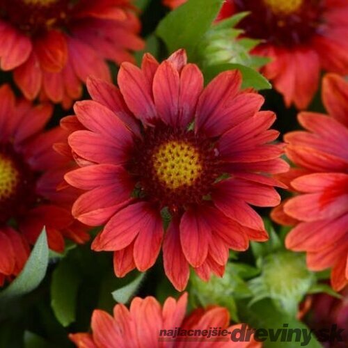 Kokarda MESA RED, výška 20/40 cm, v črepníku 2l Gaillardia grandiflora x MESA RED