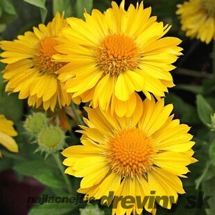 Kokarda MESA YELLOW , výška 20/40 cm, v črepníku 2l Gaillardia grandiflora x MESA YELLOW