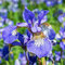 Kosatec sibírsky Blue King, výška 10/15 cm, v črepníku P9 Iris sibirica Blue King