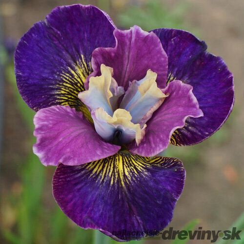 Kosatec sibírsky ‘Harlequinesque, v črepníku Iris sibirica ‘Harlequinesque PBR