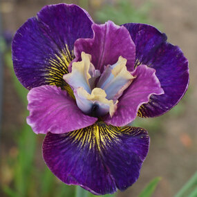 Kosatec sibírsky ‘Harlequinesque, v črepníku Iris sibirica ‘Harlequinesque PBR